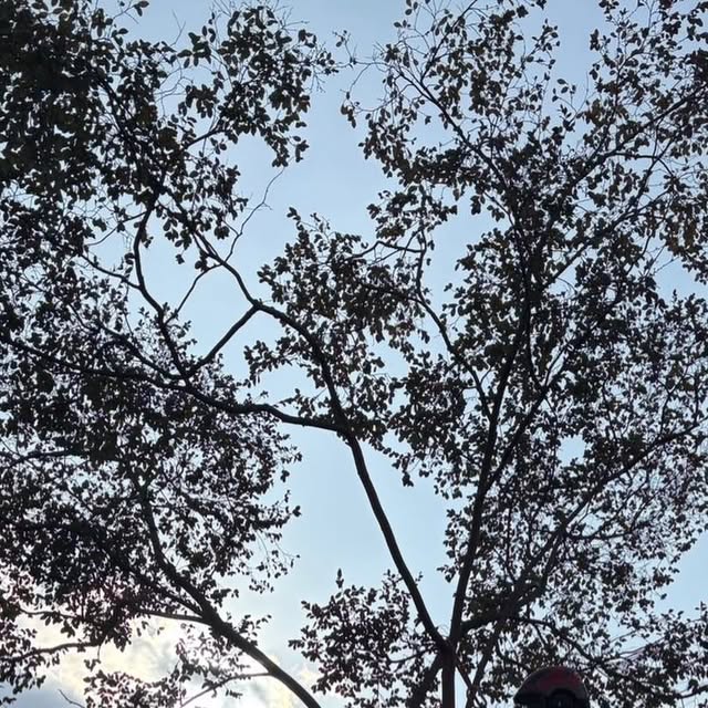空へ広がる樹木の枝葉