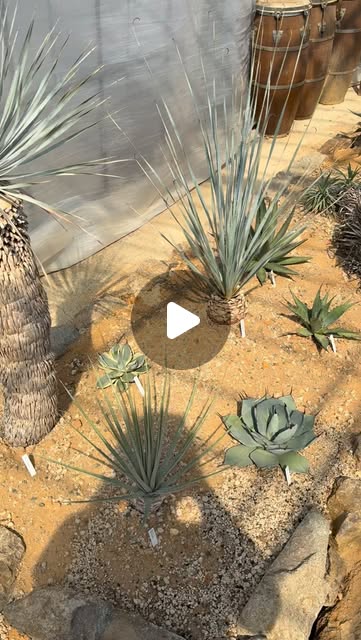 砂地に植えられた青みのあるドライプランツ