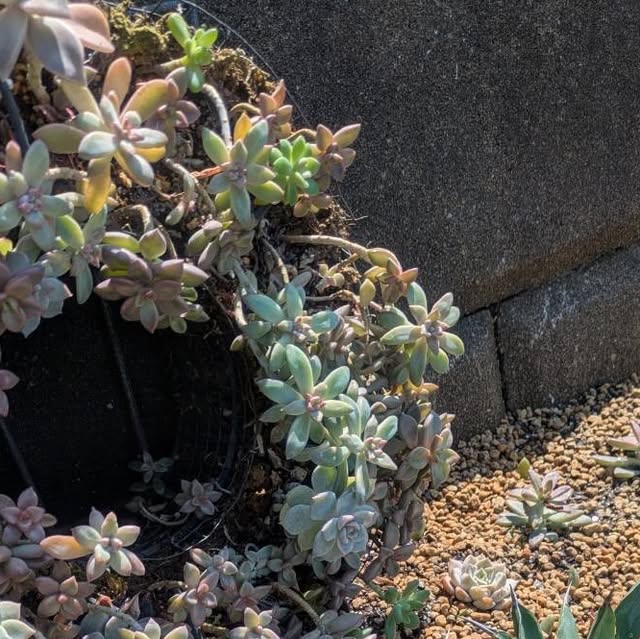 庭で育つ淡い色合いの多肉植物