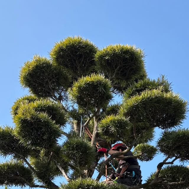 大きな庭木の上で安全装備を着けて行う特殊伐採
